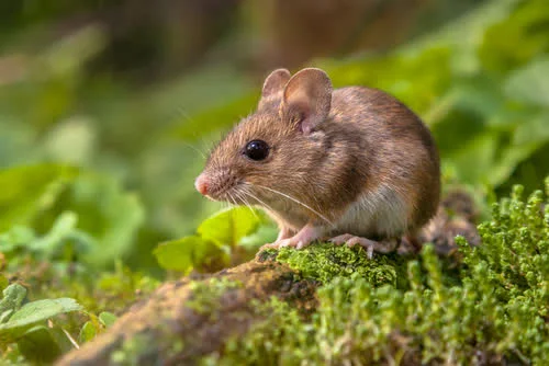 Souris - nuisible traité à Marseille